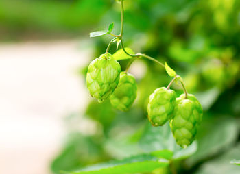 Close-up of  plant hop