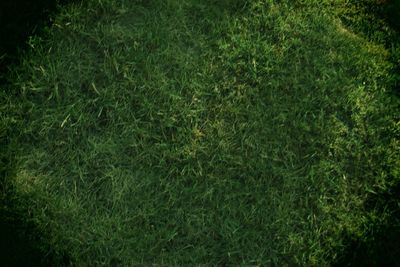 Full frame shot of green grass