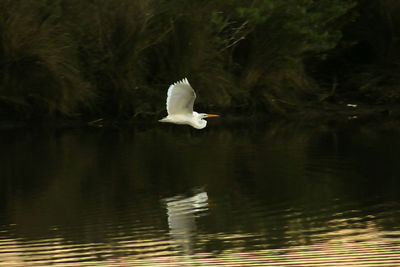 Swan floating on lake