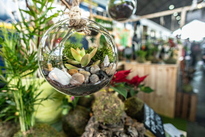 Close-up of plant in glass container