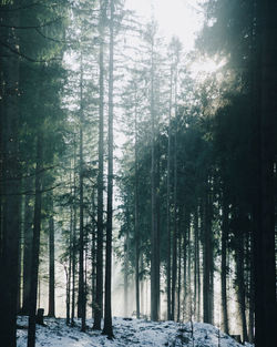 Trees in forest during winter