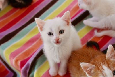 Portrait of white kitten