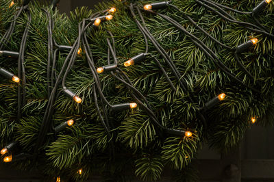 Close-up of string lights hanging on christmas tree