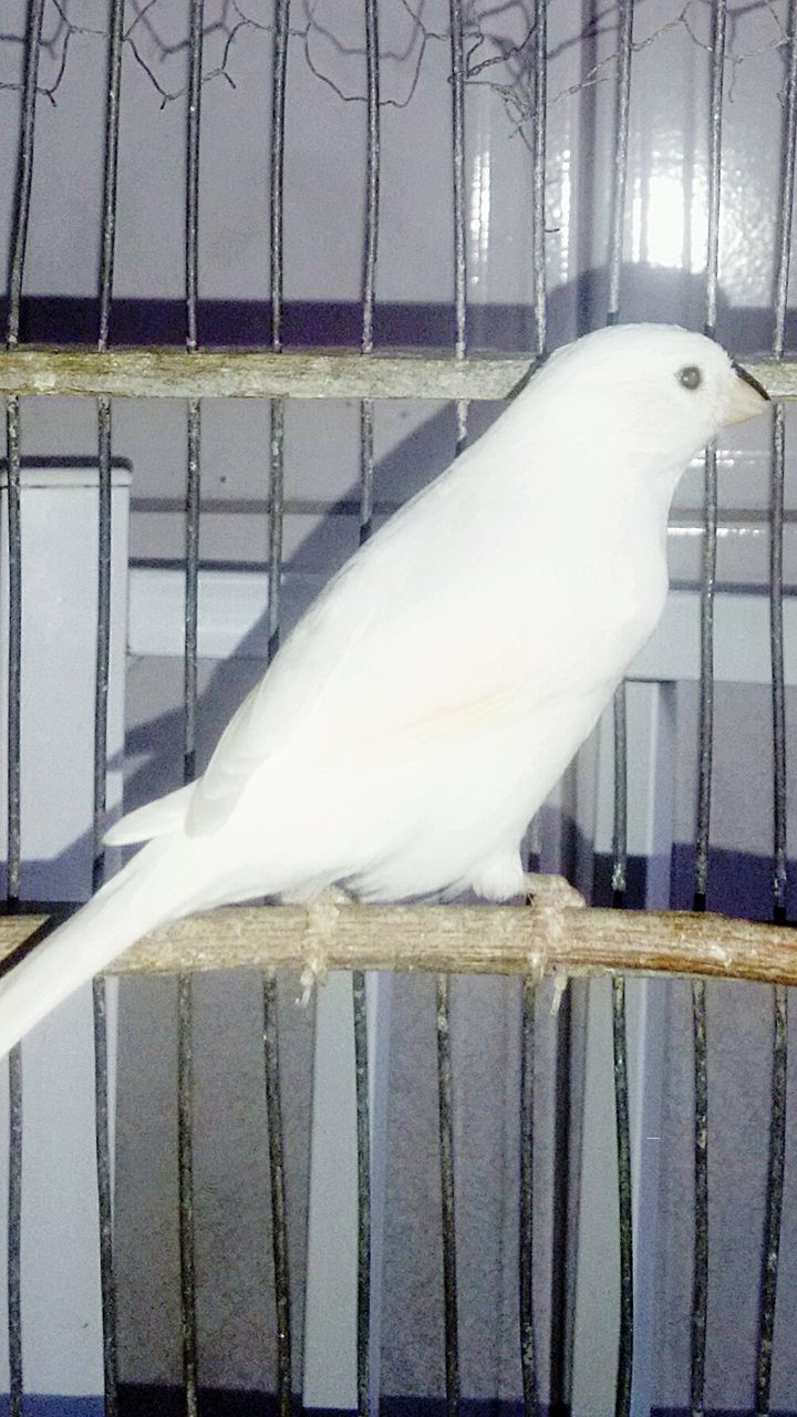 animal themes, bird, one animal, animals in the wild, wildlife, white color, beak, perching, cage, zoology, close-up, animals in captivity, seagull, side view, animal head, fence, nature, day, white, no people