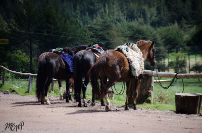 Horses on tree