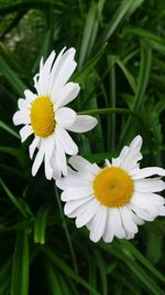 Close-up of white daisy blooming outdoors