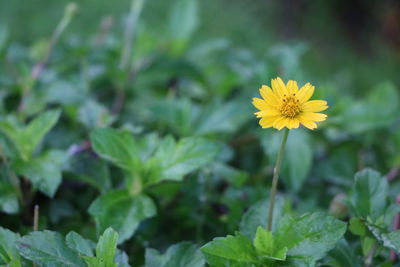 Close-up of yellow flowering plant