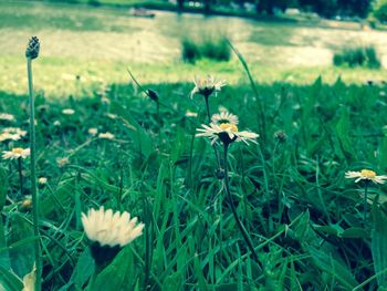 Close-up of white flowers blooming in field