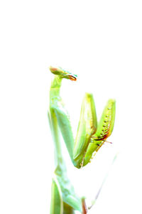 Close-up of lizard on white background