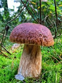 Close-up of mushroom growing on field