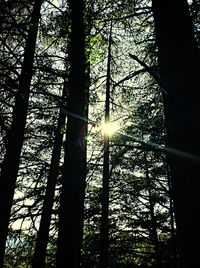 Low angle view of bare trees against sky