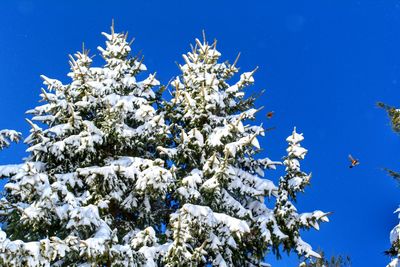 Low angle view of flowering plant against blue sky