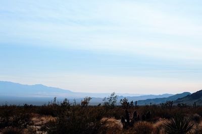 Plants growing on land against sky