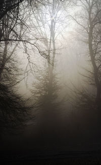 Silhouette of bare trees in foggy weather