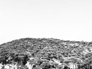 Scenic view of field against clear sky