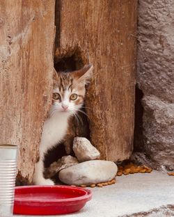 Portrait of cat sitting on wood