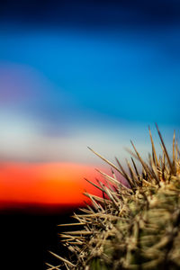 Close-up of cactus plant against sky during sunset