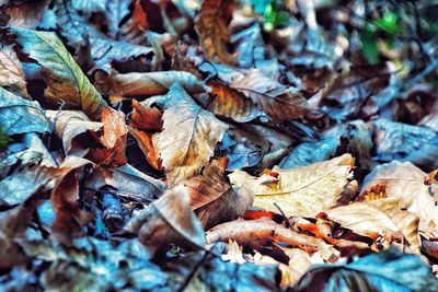 Full frame shot of dried autumn leaves on field