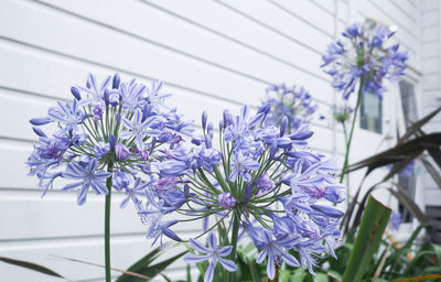 Close-up of purple flowering plants