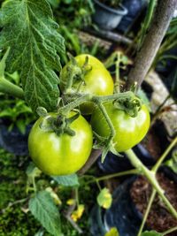 Close-up of fruits growing on field