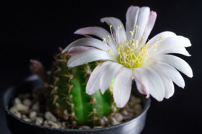 Close-up of white flower in pot