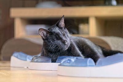 Blind cat flooring indoors.