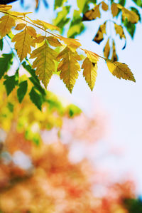 Low angle view of autumnal leaves against sky