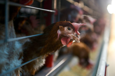 Close-up of rooster in cage