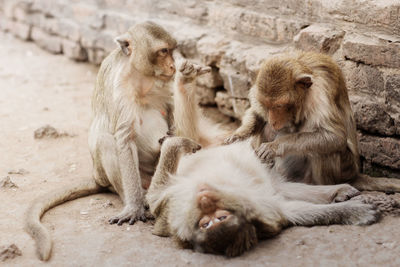 Close-up of monkeys