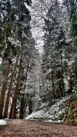 Trees in forest during winter