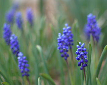 Close-up of purple flowering plants on field