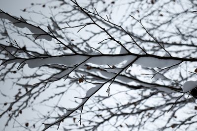 Low angle view of bird on branch against sky