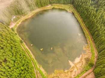 High angle view of rice paddy