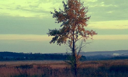 Tree on field against sky