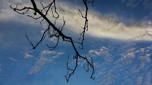 Low angle view of bare tree against sky