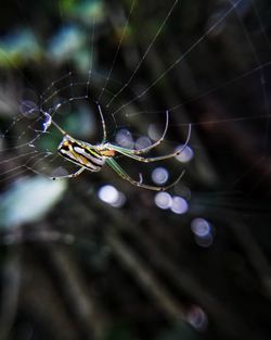 Close-up of spider on web