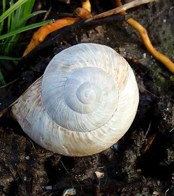 Close-up of snail shell on table