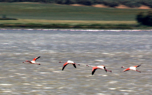 Birds flying over water