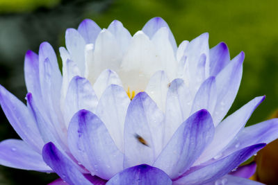 Close-up of purple flowering plant