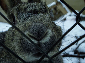 Close-up of lizard in cage