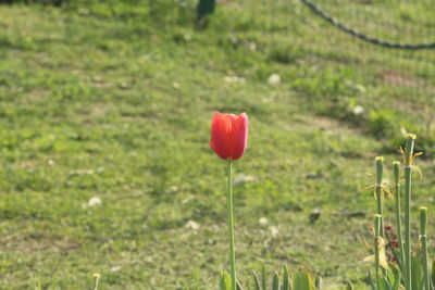 Close-up of poppy blooming on field