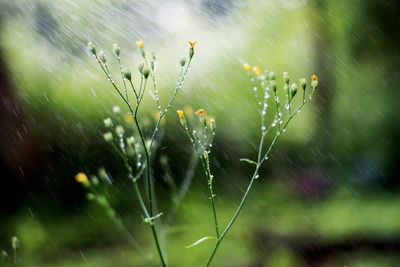 Water spraying on plants