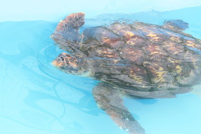 View of turtle swimming in sea