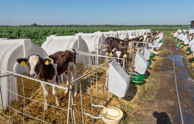 Calf hutches at dairy farm