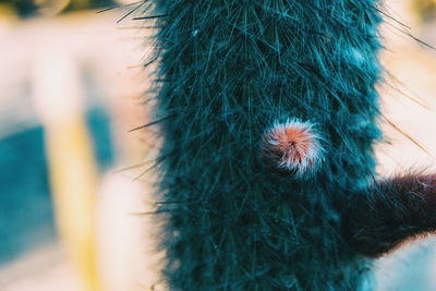 Close-up of a bird