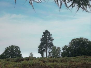 Low angle view of trees against sky