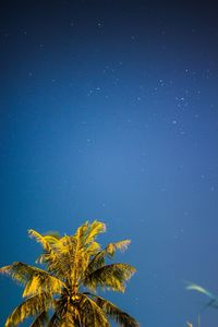 Low angle view of coconut palm tree against clear blue sky