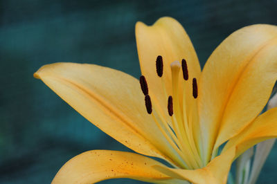 Close-up of day lily blooming outdoors