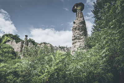 Low angle view of plants against sky