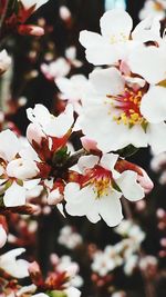 Close-up of white flowers blooming in park